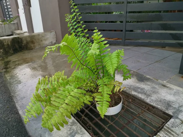 Squirrel Foot Fern Plant Pot — Stock Photo, Image