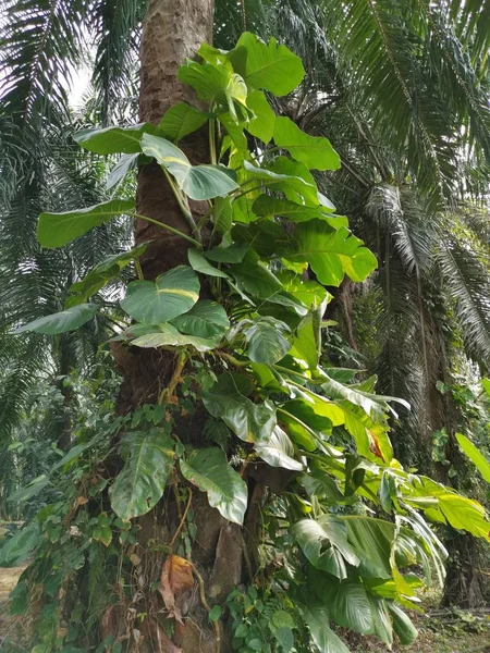 Wild Groen Geel Enorme Lommerrijke Geld Plant — Stockfoto