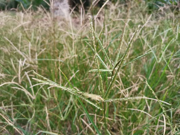 Vad Goosegrass Gyomnövény Vadul Pályán — Stock Fotó