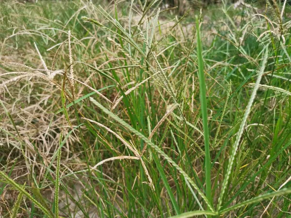 Erva Daninha Groselha Cresce Descontroladamente Campo — Fotografia de Stock