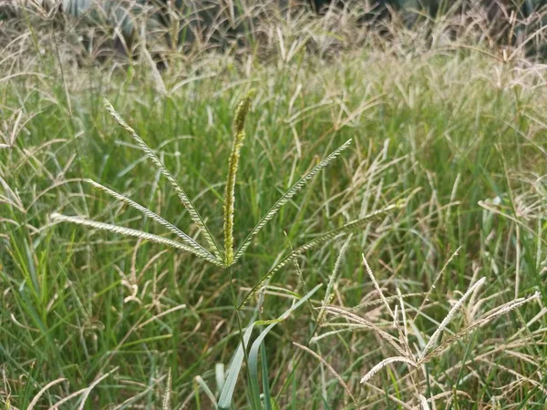 Wild Goosegrass Weed Groeit Wild Het Veld — Stockfoto