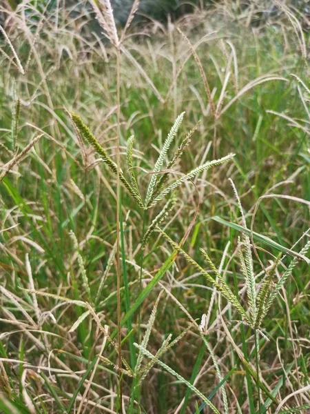 Wild Goosegrass Weed Växer Vilt Fältet — Stockfoto