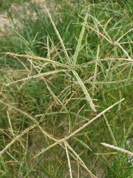 Wild Goosegrass Weed Växer Vilt Fältet — Stockfoto