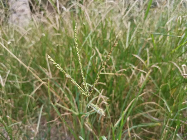 Wild Goosegrass Weed Växer Vilt Fältet — Stockfoto