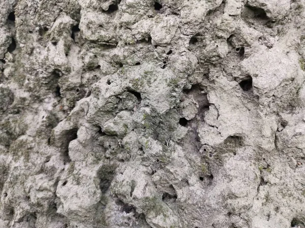 Ameisenschimmel Hügel Oberfläche Schlamm Textur — Stockfoto