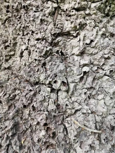 Karınca Küf Tepe Yüzey Çamur Doku — Stok fotoğraf