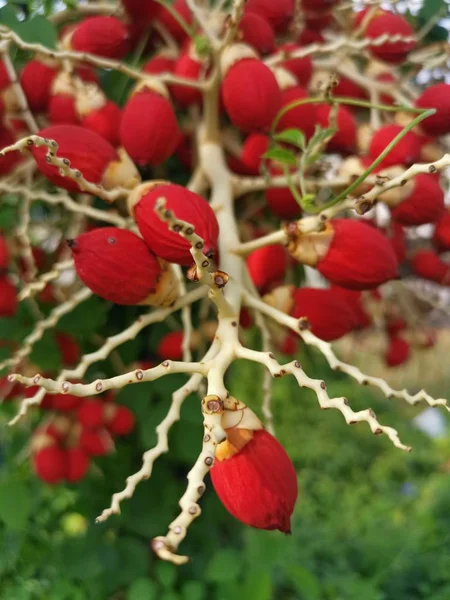 Nahaufnahme Der Areca Catechu Frucht — Stockfoto