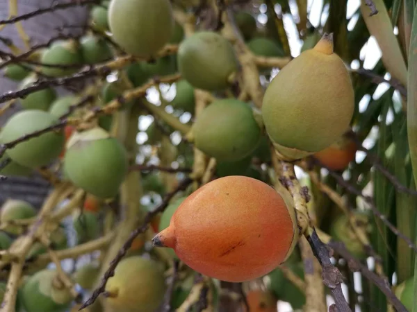 Gros Plan Areca Catechu Fruit — Photo