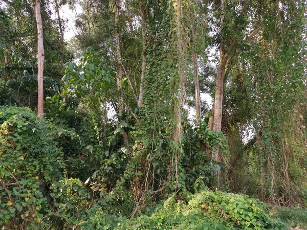 Wilde Vegetatie Groen Loof Landschap — Stockfoto