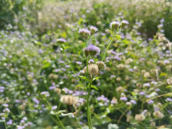 Ageratum Conyzoides Zioło Polu — Zdjęcie stockowe