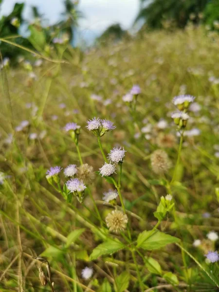 Ageratum Conyzoides Gulma Lapangan — Stok Foto