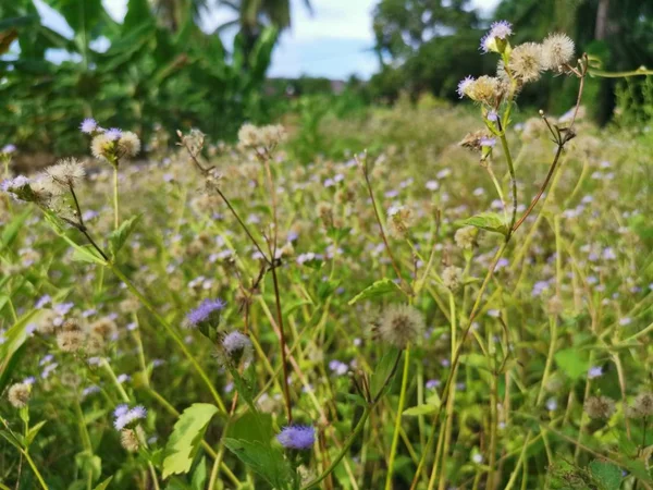 Ageratum Conyzoides Zioło Polu — Zdjęcie stockowe