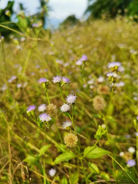 Ageratum Conyzoides Weed Het Veld — Stockfoto