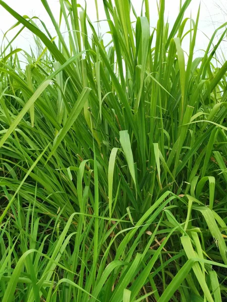 Grama Grossa Verde Longa Campo Selvagem — Fotografia de Stock