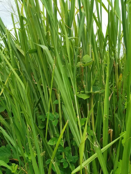 Langes Grünes Grobes Gras Wilden Feld — Stockfoto