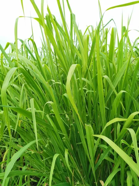 Long Green Coarse Grass Wild Field — Stock Photo, Image