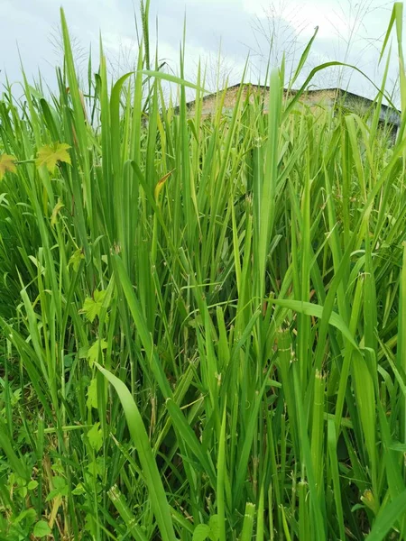 Grama Grossa Verde Longa Campo Selvagem — Fotografia de Stock