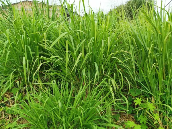 vahşi alanda uzun yeşil kaba çim