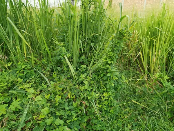 Hierba Gruesa Verde Larga Campo Salvaje — Foto de Stock