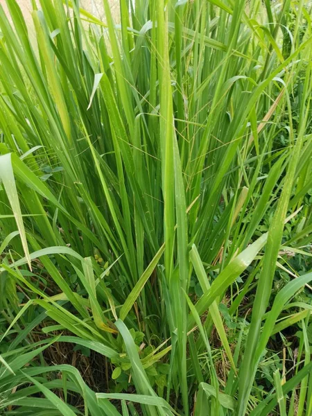 Lungo Verde Erba Grossolana Nel Campo Selvatico — Foto Stock