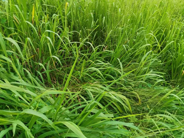 Lungo Verde Erba Grossolana Nel Campo Selvatico — Foto Stock