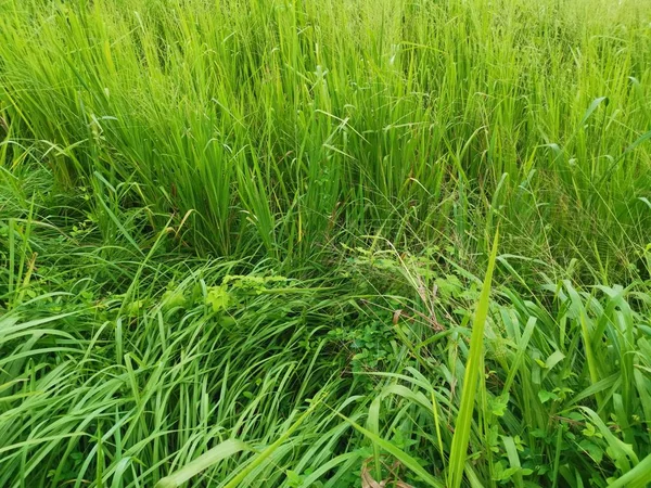 Lungo Verde Erba Grossolana Nel Campo Selvatico — Foto Stock