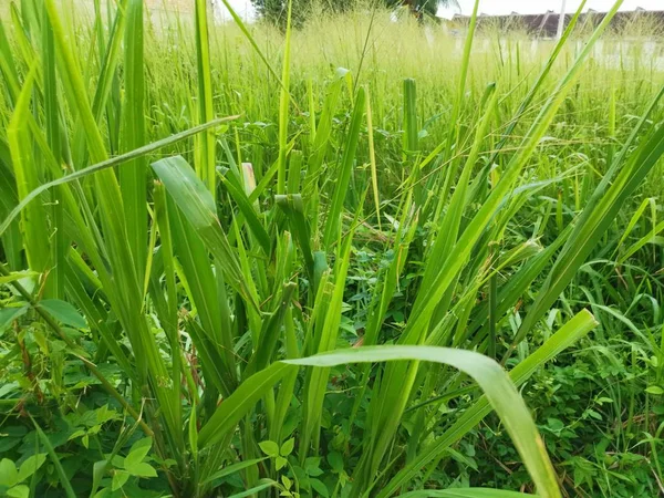 野生の野原の長い緑の粗い草 — ストック写真