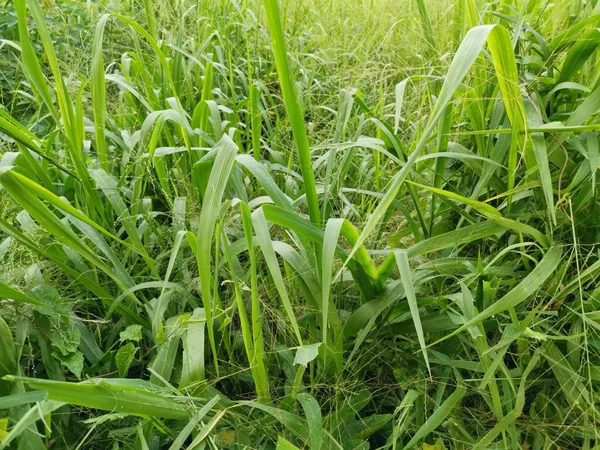 Lungo Verde Erba Grossolana Nel Campo Selvatico — Foto Stock