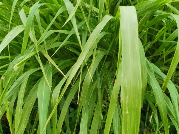 Hierba Gruesa Verde Larga Campo Salvaje —  Fotos de Stock