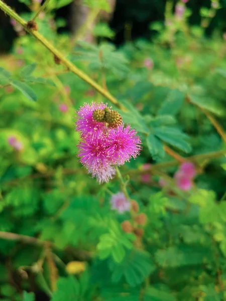 Mimosa Pudica Plante Dans Champ Sauvage — Photo