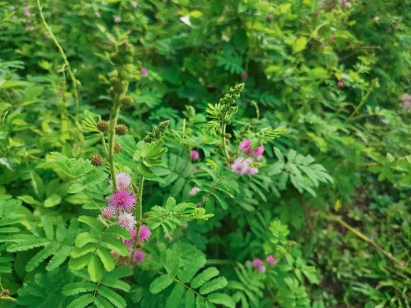 Mimosa Pudica Planta Campo Selvagem — Fotografia de Stock