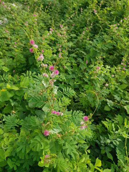 Mimosa Pudica Planta Campo Selvagem — Fotografia de Stock