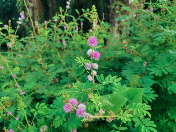Mimosa Pudica Növény Vadon Élő Területen — Stock Fotó