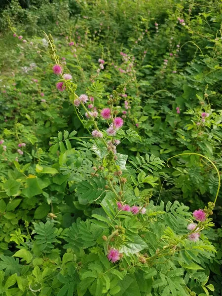 Mimosa Pudica Növény Vadon Élő Területen — Stock Fotó