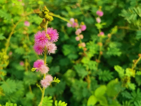 Mimosa Pudica Planta Campo Selvagem — Fotografia de Stock