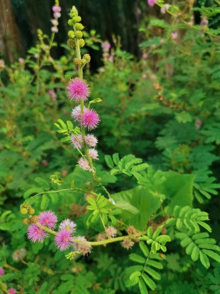 Mimosa Pudica Plante Dans Champ Sauvage — Photo