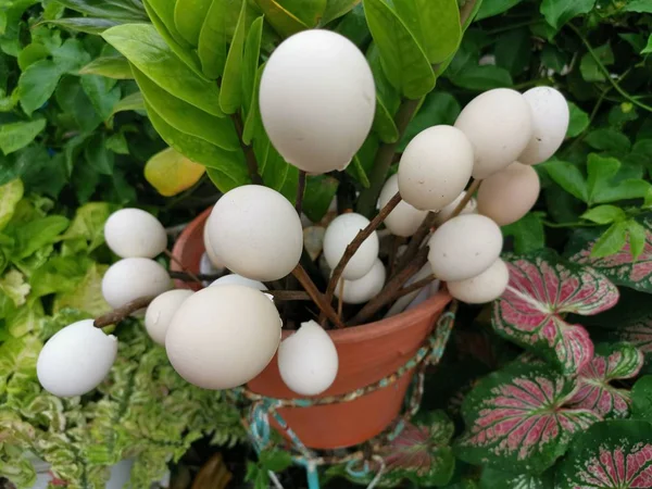 Empty Eggs Shell Use Decorate Garden — Stock Photo, Image