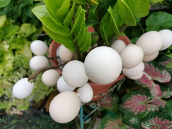 Bahçe Süslemek Için Boş Yumurta Kabuk Kullanımı — Stok fotoğraf