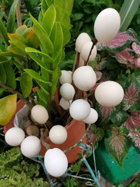 Bahçe Süslemek Için Boş Yumurta Kabuk Kullanımı — Stok fotoğraf