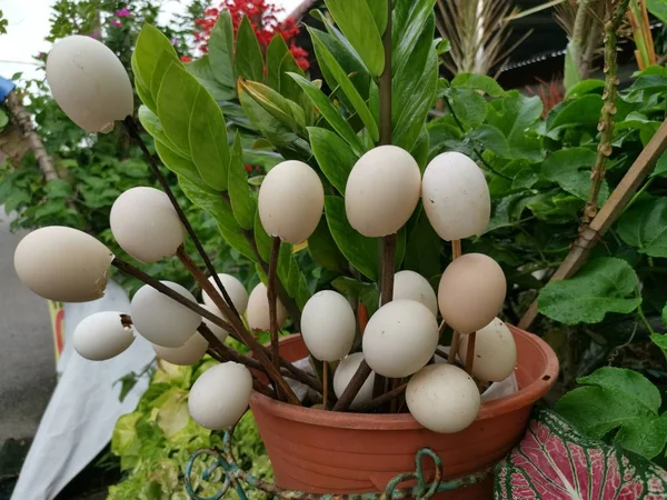 Leere Eierschalen Schmücken Den Garten — Stockfoto