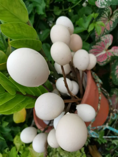 Ovos Vazios Shell Uso Para Decorar Jardim — Fotografia de Stock