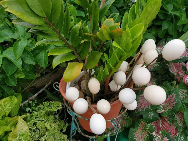 Leere Eierschalen Schmücken Den Garten — Stockfoto