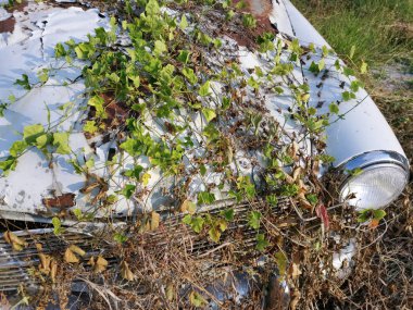vahşi yaprakları ile enkaz eski araba overgrowth