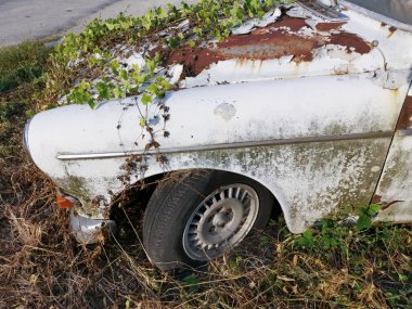 vahşi yaprakları ile enkaz eski araba overgrowth
