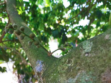 genç ateş lansium paraziticum meyve gövdeleri ve ağacın dalları dışarı filizlenir
