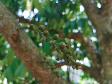 genç ateş lansium paraziticum meyve gövdeleri ve ağacın dalları dışarı filizlenir