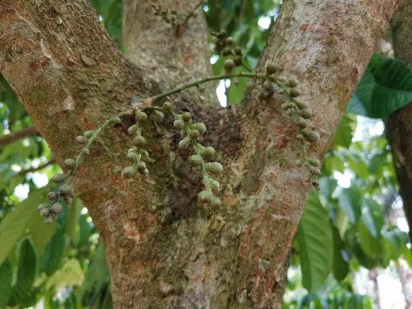 genç ateş lansium paraziticum meyve gövdeleri ve ağacın dalları dışarı filizlenir