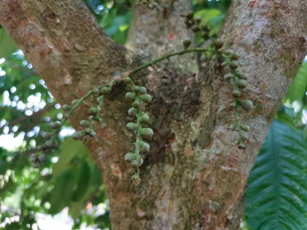 年轻的芽兰西姆寄生水果从树干和树枝发芽 — 图库照片