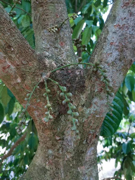 Fiatal Hajtás Lansium Parasiticum Gyümölcsök Hajtások Fatörzsek Ágak — Stock Fotó