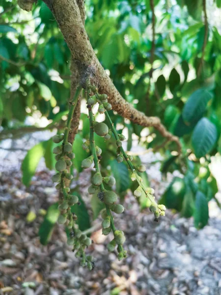 Jeunes Pousses Lansium Parasiticum Fruits Germes Des Troncs Des Branches — Photo